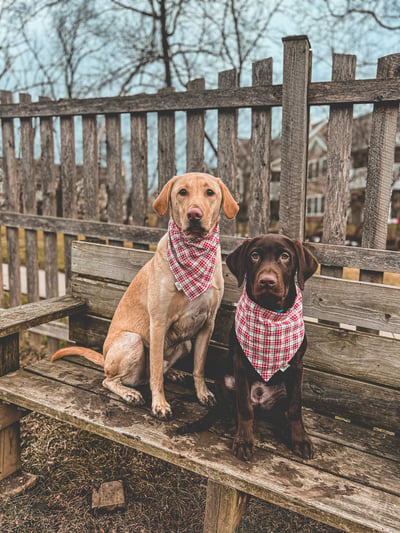 Lifestyle Photo Set