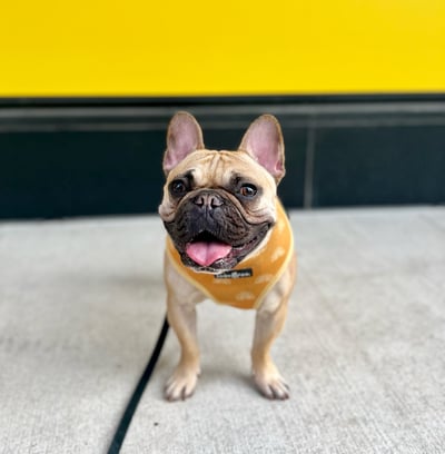 Lifestyle Photo Set