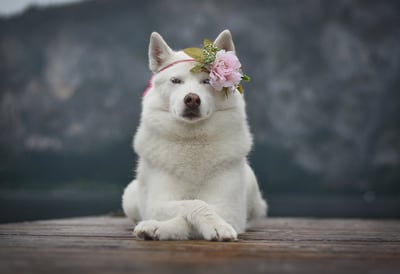 Lifestyle Photo Set