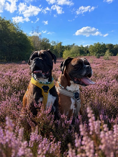 Lifestyle Photo Set