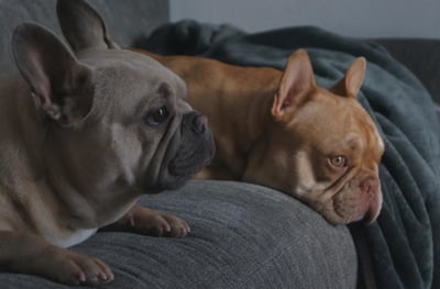 Lifestyle Photo Set