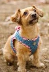 Step-In Harness - Pink Plaid & Denim