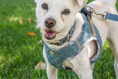 Step-In Harness - Blue Plaid & Denim