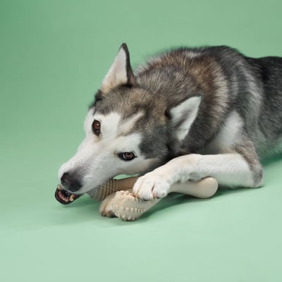 BetterBone MODERATE Chew Toy