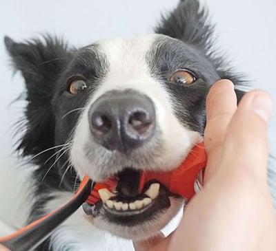 The Paw Ready Brushing Bundle- Clean Dog's Teeth