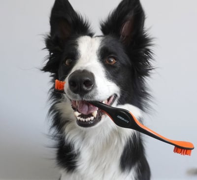 BrushMate Pet Toothbrush- Best dog toothbrush