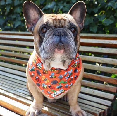 Bulltastic Bandanas