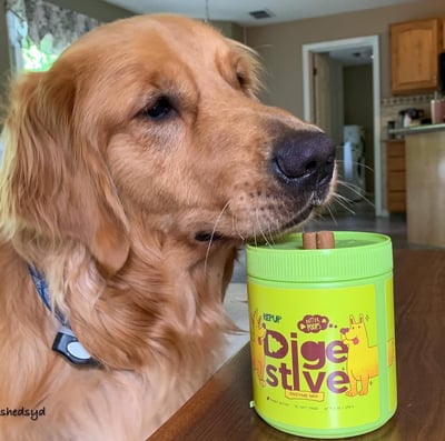 Repup Probiotics for Dogs