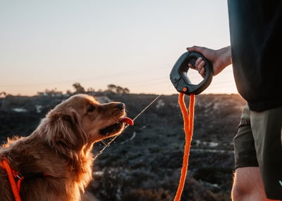 Spleash