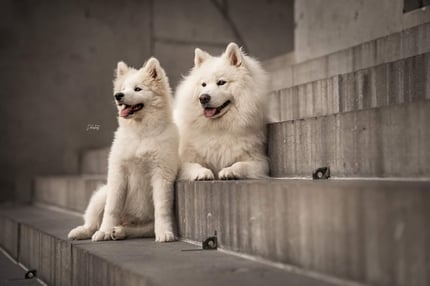 Lifestyle Photo Set