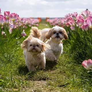 Lifestyle Photo Set