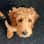 Alfie The Goldendoodle