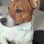 Milo | Jack Russell Terrier