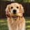 Cooper
