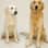 Sebastian The Golden Retriever