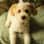 Clementina