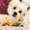 Soul Dog Diaries
