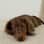 Maple 🤎 | mini dachshund | teckel nain