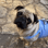 Pucca The Pug