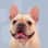Biscuit The Frenchie