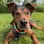 Alexis