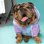 Buddy the Bulldog