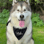 Meko the Malamute