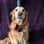 Guide Dog Rose