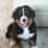 Howie the Berner
