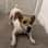 Deni | Jack Russell Terrier