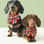 Buddy Freddie dachshunds