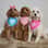 labradoodlemystique