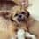 Teddy
