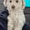 jasperinodog
