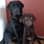 mowgli en mango de labrador.s