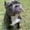 Capone the Bully