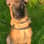 Koda