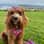Clodagh
