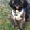 Maddison