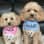 Teddyboy__nala_the cavapoochons