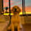 Macy
