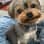 Poochie