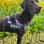 Dinelyn
