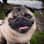 Moxxi the Pug