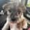 Adeline