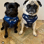 Jillann