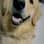 Bruno