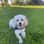 Littlezunidog