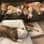 Trudy’s bullbabies