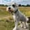 Duggietheschnauzer